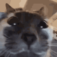 Stare Linkstare GIF - Stare Linkstare Catstare GIFs