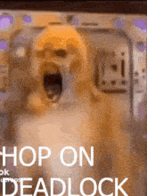 a picture of a dog with its mouth open and the words hop on deadlock above it
