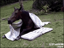 Horse Bedtime GIF