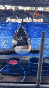 a killer whale in a tank with the caption freaky ahh orca on it
