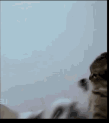 Guau Cat GIF - Guau Cat Dog GIFs