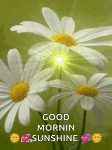 a picture of daisies with the words " good mornin sunshine "