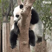 懒着 睡觉 GIF - 懒着 睡觉 熊猫 GIFs