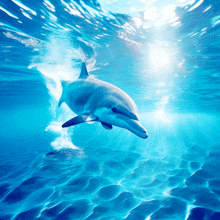 Dolphin Dolphins GIF - Dolphin Dolphins Ocean GIFs