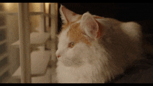 Memow Rodarte Media GIF - Memow Rodarte Media Memow The Cat GIFs