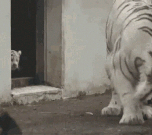 tiger mother gif