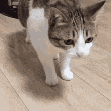 Dramatic Funny GIF - Dramatic Funny Cat GIFs