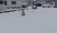 Swimming In Snow Winter GIF - Swimming In Snow Winter Silly GIFs