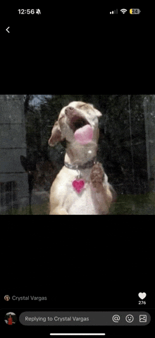 a phone screen shows a picture of a dog with its mouth open and a reply from crystal vargas