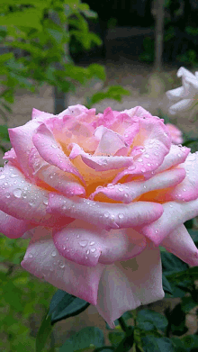 Pink Single Flower Pinks GIF - Pink Single Flower Pinks GIFs