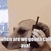 a dog is talking on a cell phone with the words `` when are we gonna call ava '' .