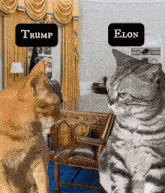 two cats are looking at each other with signs that say trump and elon on them