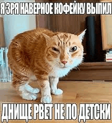 a cat is standing on a wooden floor and looking at the camera with a caption in russian .