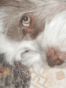 a close up of a dog 's eye with a brown eye