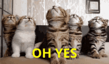 Yes Cats GIF - Yes Cats Nodding GIFs