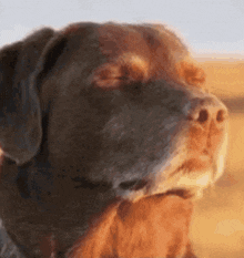 a close up of a brown dog with his eyes closed