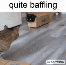 Quite Baffling Black Cat Box GIF - Quite Baffling Black Cat Box GIFs