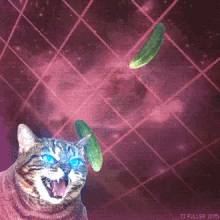 cat pickle laser