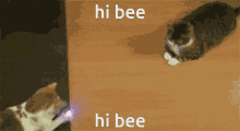 Hi Bee Hi Beezinga GIF