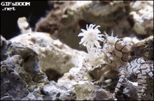 Crab Dance GIF - Crab Dance Sea GIFs