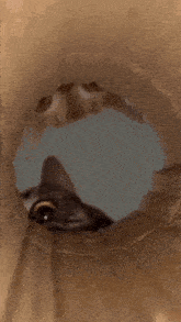 a cat is sticking its head out of a hole in a brown paper bag