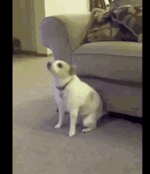Funny A Nimals Dogs GIF