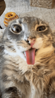 a cat with its tongue hanging out looks surprised
