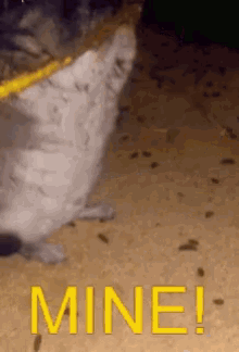 a picture of a cat with the words mine written in yellow