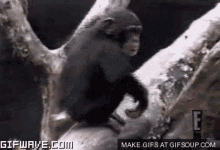 monkey mono culo ass
