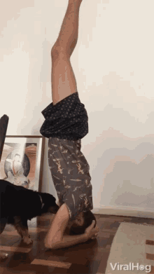 Headstand Yoga GIF - Headstand Yoga Annoying Dog GIFs