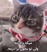 a cat wearing a pink and white striped sweater with a caption in arabic