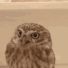 Owl Feathers GIF - Owl Feathers Decorating GIFs
