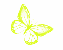 butterfly yellow green butterfly freedom pretty nature