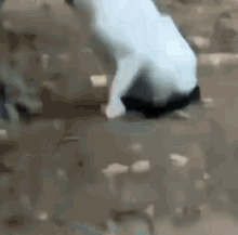 Cat Rofl GIF - Cat Rofl Meme GIFs