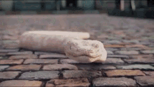 Poof Brand New GIF - Poof Brand New Snake GIFs