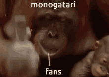 Monogatari Tewc GIF