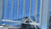 a seal behind a fence with a blue roof in the background