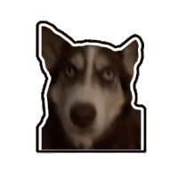 Dj Khaled Dog Sticker - Dj Khaled Dog Husky Stickers