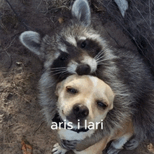 a raccoon laying on top of a dog with the words aris i lari written on the bottom