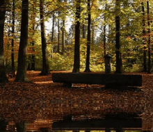 a wooden bench sits in the middle of a forest near a pond