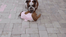 Uh Little Help GIF - Boxer Puppy Doge GIFs