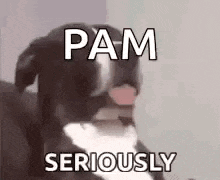 Seriously Dogs GIF - Seriously Dogs Likewhat GIFs