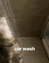 Cat Silly GIF - Cat Silly Car Wash GIFs
