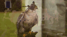 toomanycooks falcon