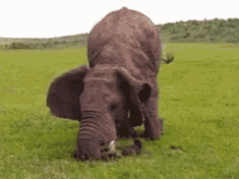 Kneel Elephant GIF