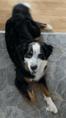 Rigsby Bernese Mountain Dog GIF - Rigsby Bernese Mountain Dog Happy Puppy GIFs