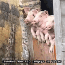 свиняче панство GIF - свиняче панство свинячепанство GIFs