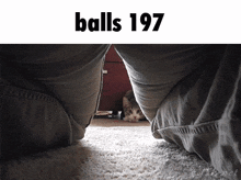 a cat is hiding under a couch with the words balls 197 above it