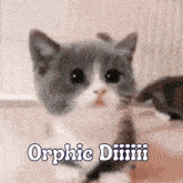 a gray and white kitten with the words orphic diiiii on the bottom