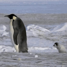 penguin falling gif